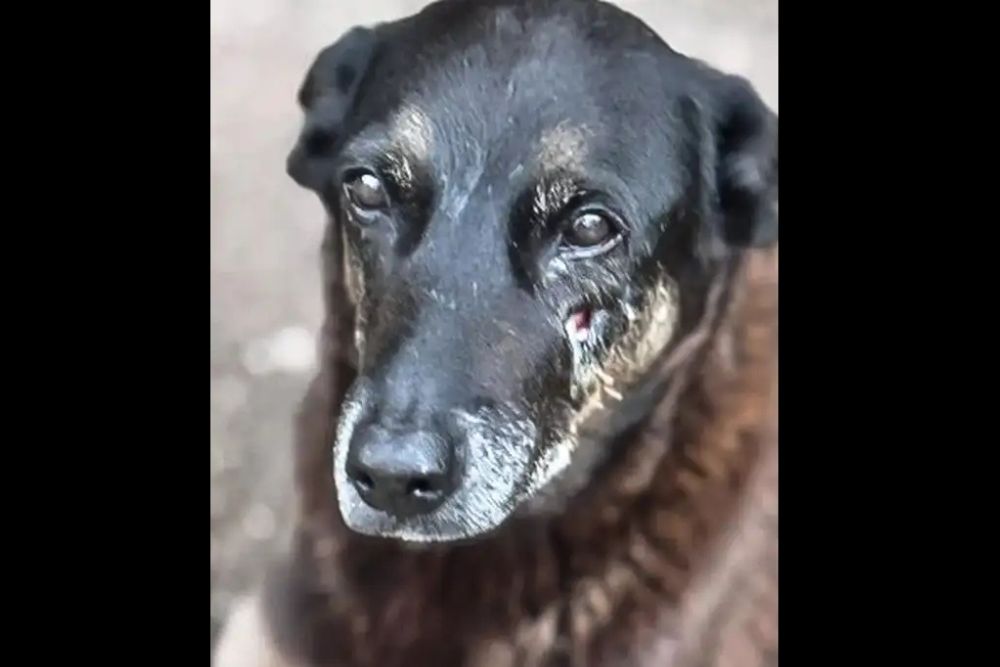 Adolescentes suspeitos de matar o cão Orelha voltam ao Brasil