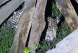 Filhote de onça-pintada é encontrado debilitado em área rural de Itacoatiara