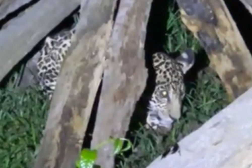 Filhote de onça-pintada é encontrado debilitado em área rural de Itacoatiara