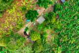 Uso de inteligência artificial aprimora mapeamento agrícola na Mata Atlântica