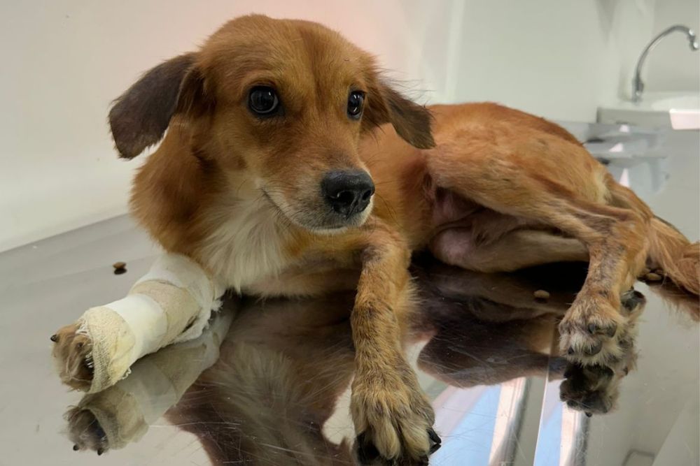 Em quatro meses de funcionamento, Hospital Público Veterinário do Amazonas já atendeu mais de 20 mil animais