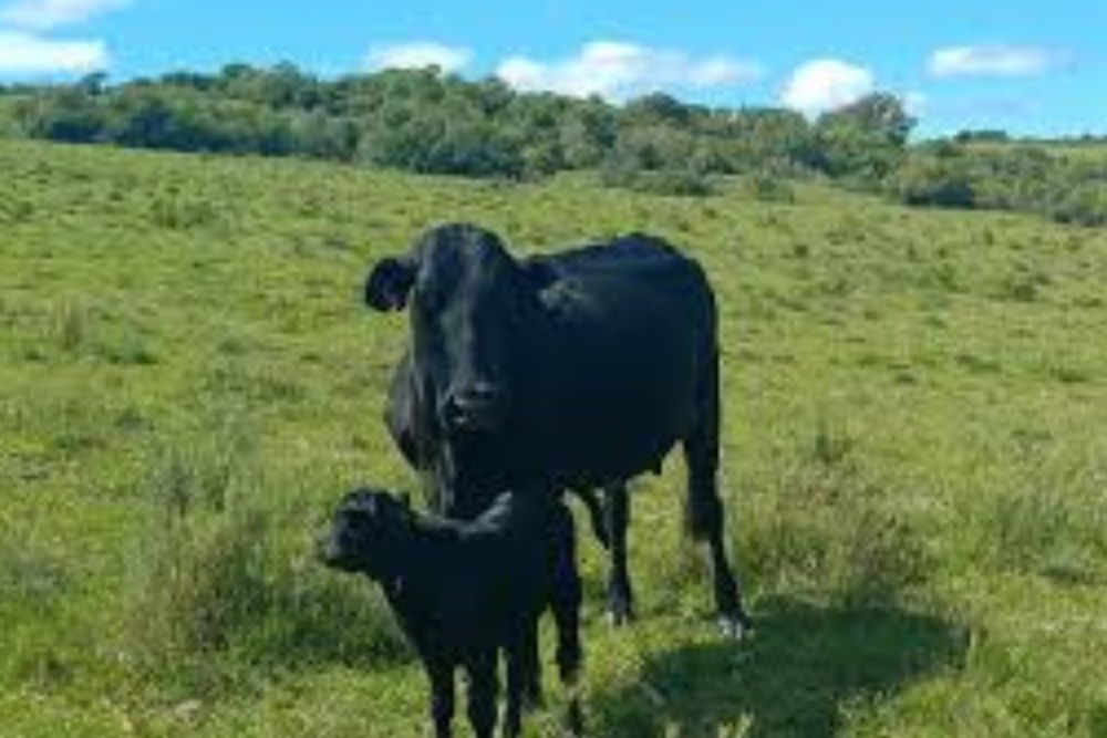 Projeto de genética taurina registra primeiros nascimentos na agricultura familiar Projeto de genética taurina registra primeiros nascimentos na agricultura familiar
