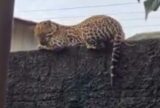 Jaguatirica é flagrada descansando em muro de casa no interior do Amazonas