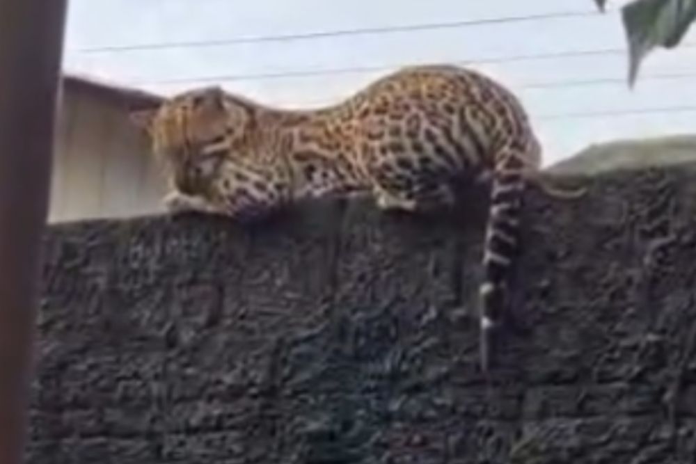 Jaguatirica é flagrada descansando em muro de casa no interior do Amazonas