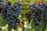 Novas uvas lançadas pela Embrapa reforçam produção de sucos e vinhos brasileiros