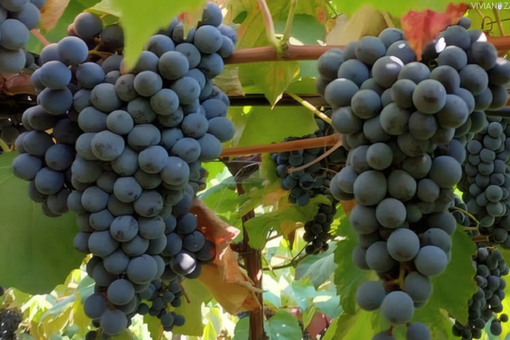 Novas uvas lançadas pela Embrapa reforçam produção de sucos e vinhos brasileiros