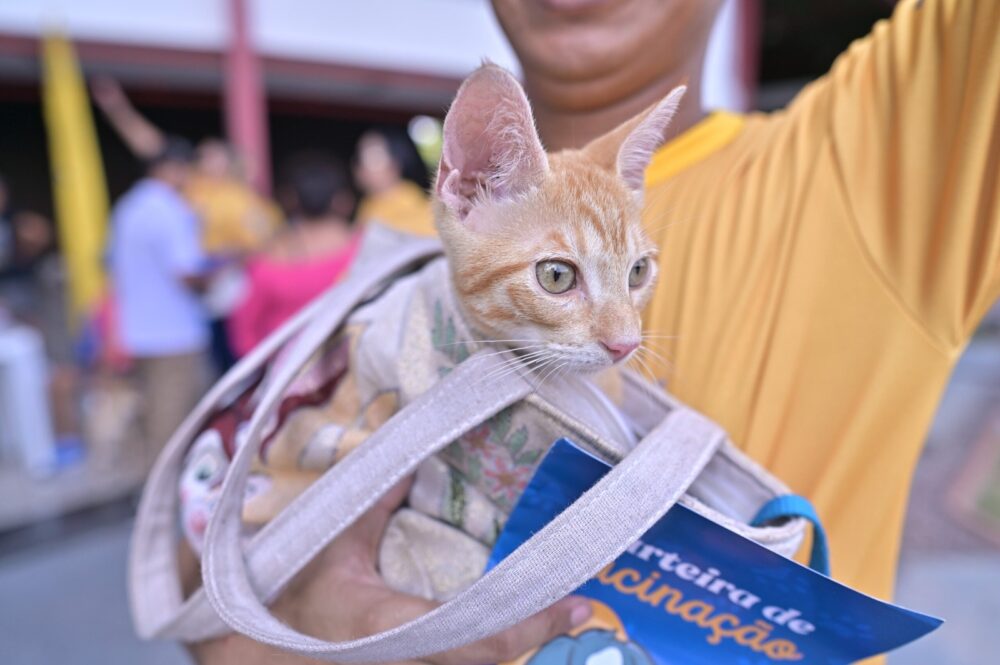 Sepet completa um ano com mais de 56 mil animais beneficiados