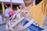 Sepet completa um ano com mais de 56 mil animais beneficiados