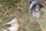 Mulher é presa por maus-tratos após cadelas serem encontradas feridas na zona norte de Manaus