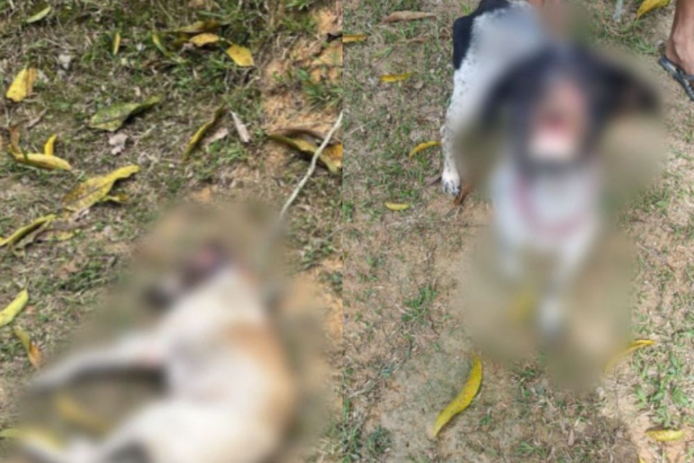 Mulher é presa por maus-tratos após cadelas serem encontradas feridas na zona norte de Manaus