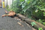 Homem em situação de rua é torturado e morto no bairro Coroado, em Manaus