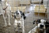 Lula assina decreto que endurece multas para casos de maus-tratos a animais