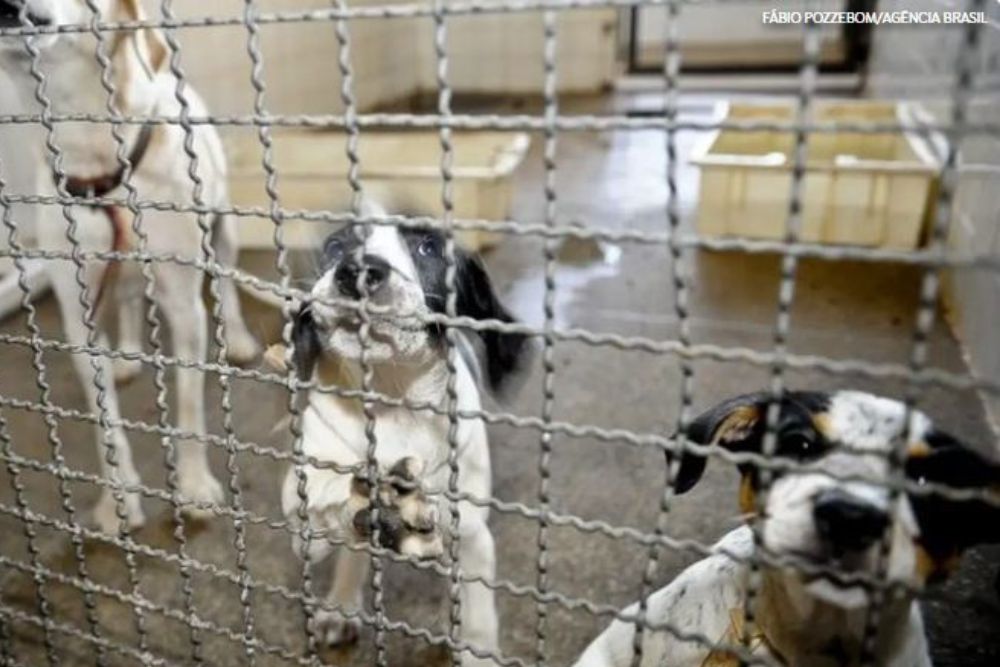 Lula assina decreto que endurece multas para casos de maus-tratos a animais Lula assina decreto que endurece multas para casos de maus-tratos a animais