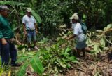 Ação contra praga ameaça cacau no Amazonas