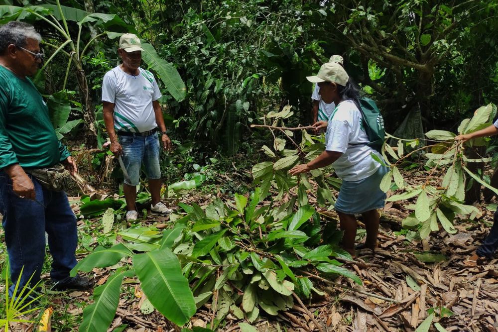 Ação contra praga ameaça cacau no Amazonas
