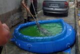 Jacaré é encontrado em piscina doméstica e mobiliza resgate do Corpo de Bombeiros em Manaus