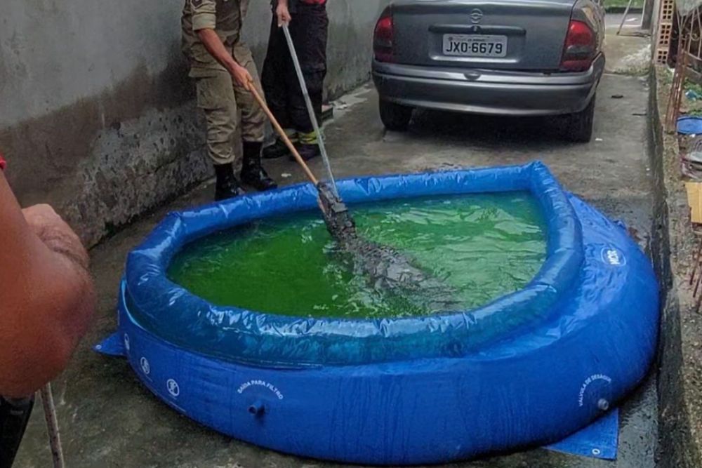 Jacaré é encontrado em piscina doméstica e mobiliza resgate do Corpo de Bombeiros em Manaus