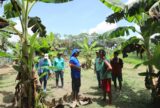 Parintins combate praga que atinge plantações de banana