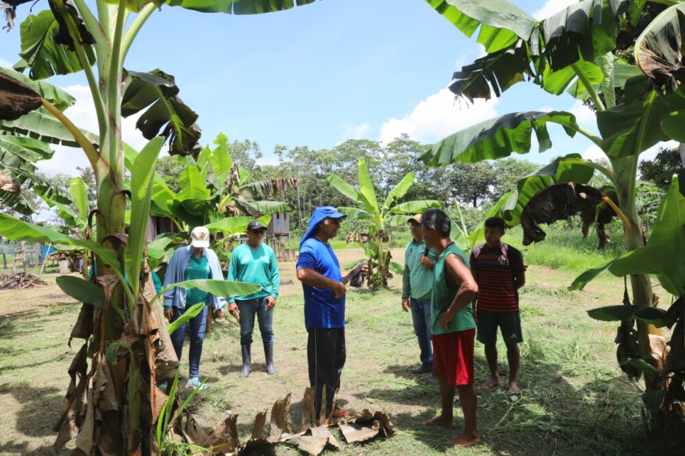 Parintins combate praga que atinge planta&ccedil;&otilde;es de banana