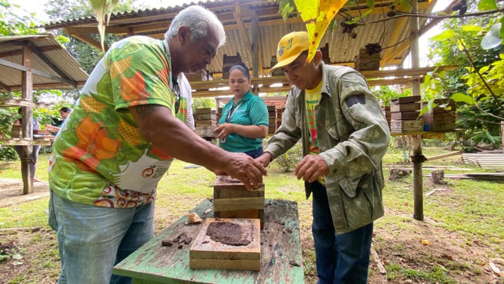 Parintins incentiva criação de abelhas sem ferrão Parintins incentiva criação de abelhas sem ferrão