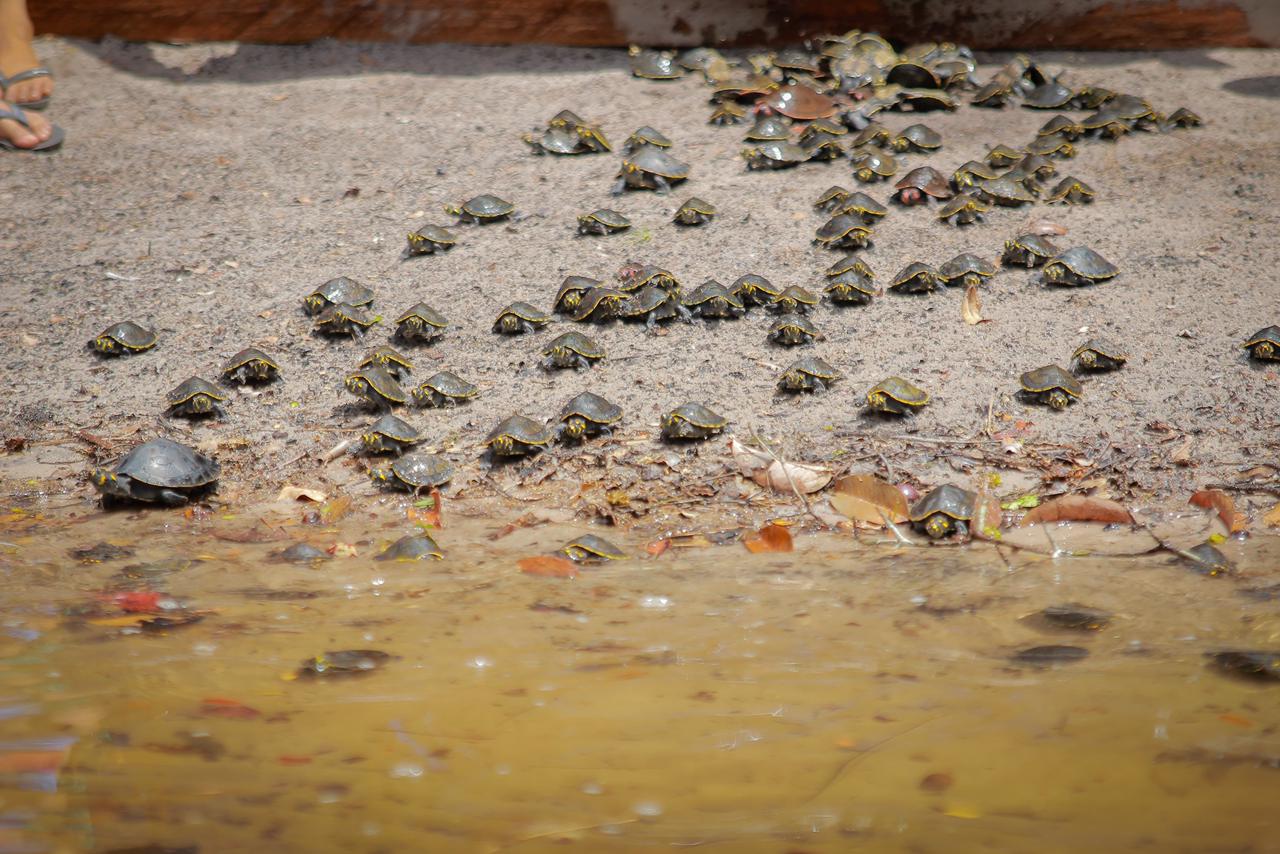Parintins reforça preservação com soltura de quelônios