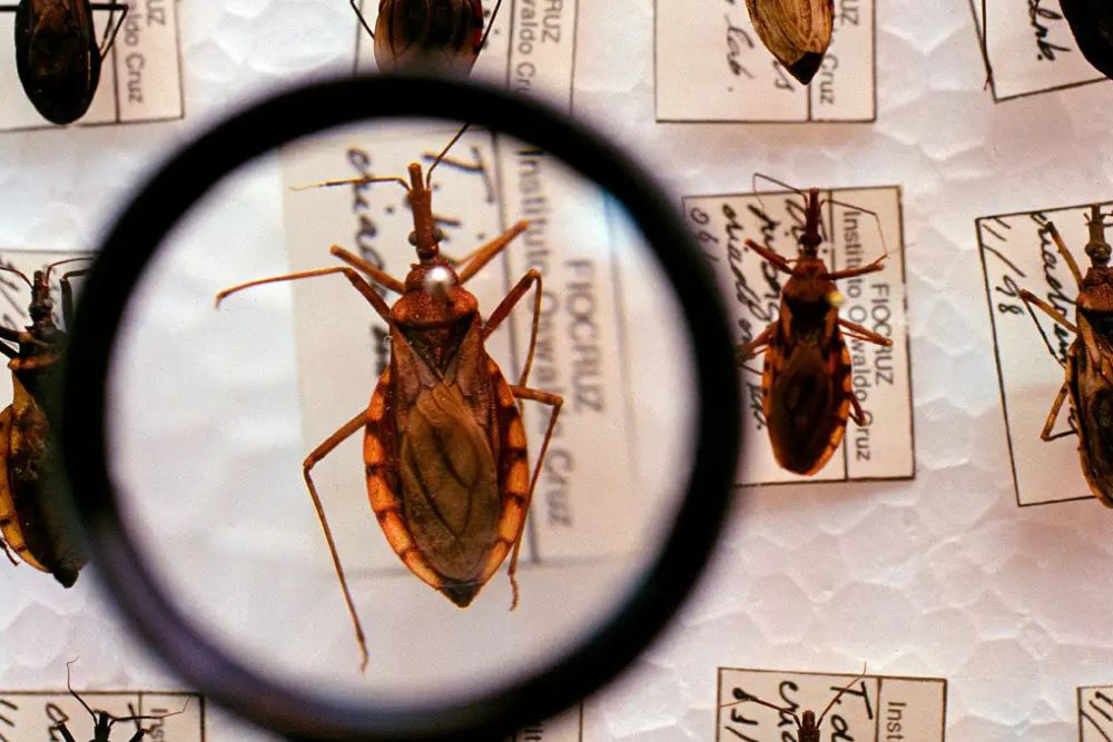 Brasil destina R$ 12 milh&otilde;es ao combate da doen&ccedil;a de Chagas