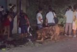 Caminhão arranca fiação e derruba árvore no Centro de Manaus; pedestre fica ferido