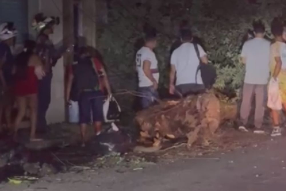 Caminhão arranca fiação e derruba árvore no Centro de Manaus; pedestre fica ferido