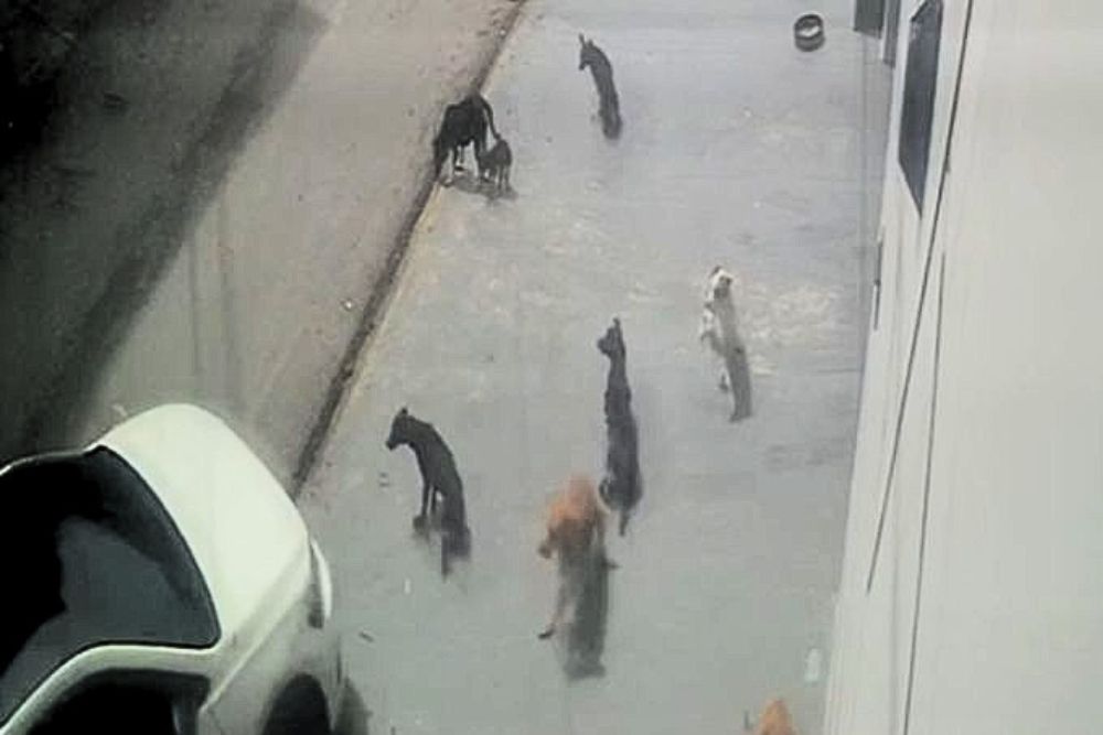 Cães atropelados recebem cuidados em Manaus; um morre e três ficam feridos