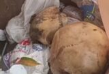 Crânio humano é achado em praça no Centro de Manaus
