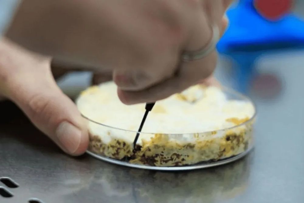 Pesquisa usa fungo amazônico para criar farinha com sabor semelhante ao de carne