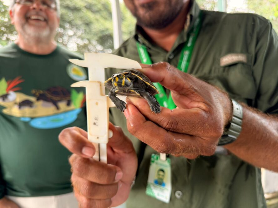 Mais de mil quelônios são soltos no Miriti