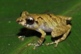 Pesquisa amplia conhecimento sobre biodiversidade e impactos ambientais na Amazônia