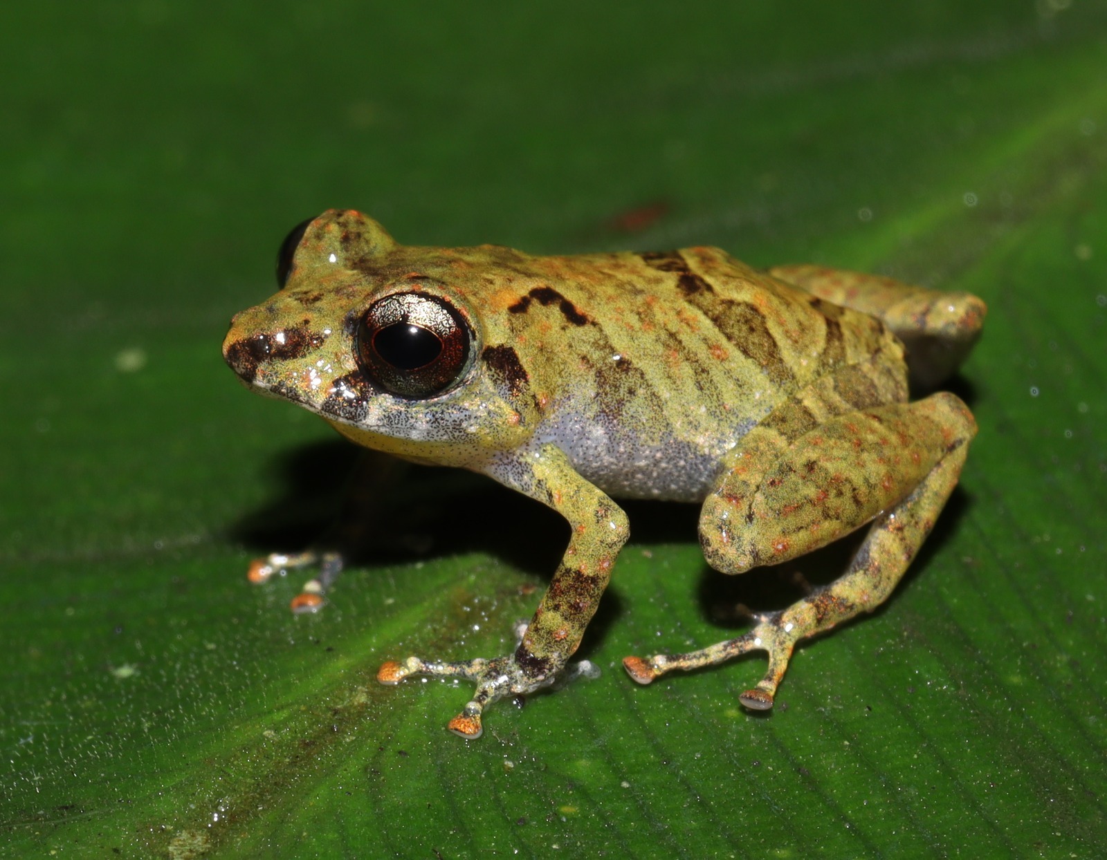Pesquisa amplia conhecimento sobre biodiversidade e impactos ambientais na Amazônia