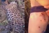 Morador reage a ataque de onça-pintada e mata animal em área rural do Amazonas