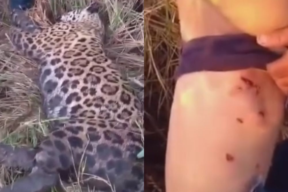 Morador reage a ataque de onça-pintada e mata animal em área rural do Amazonas