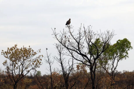 Perda de vegetação nativa deixa Brasil mais vulnerável ao El Niño
