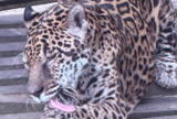 Onça mais longeva em cativeiro no Brasil completa 25 anos e ganha comemoração especial em Manaus