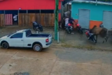 Boi à solta causa tumulto e derruba moto em rua de município do Amazonas