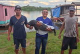 SEDEMA resgata filhote de peixe-boi encontrado na região do Parananema