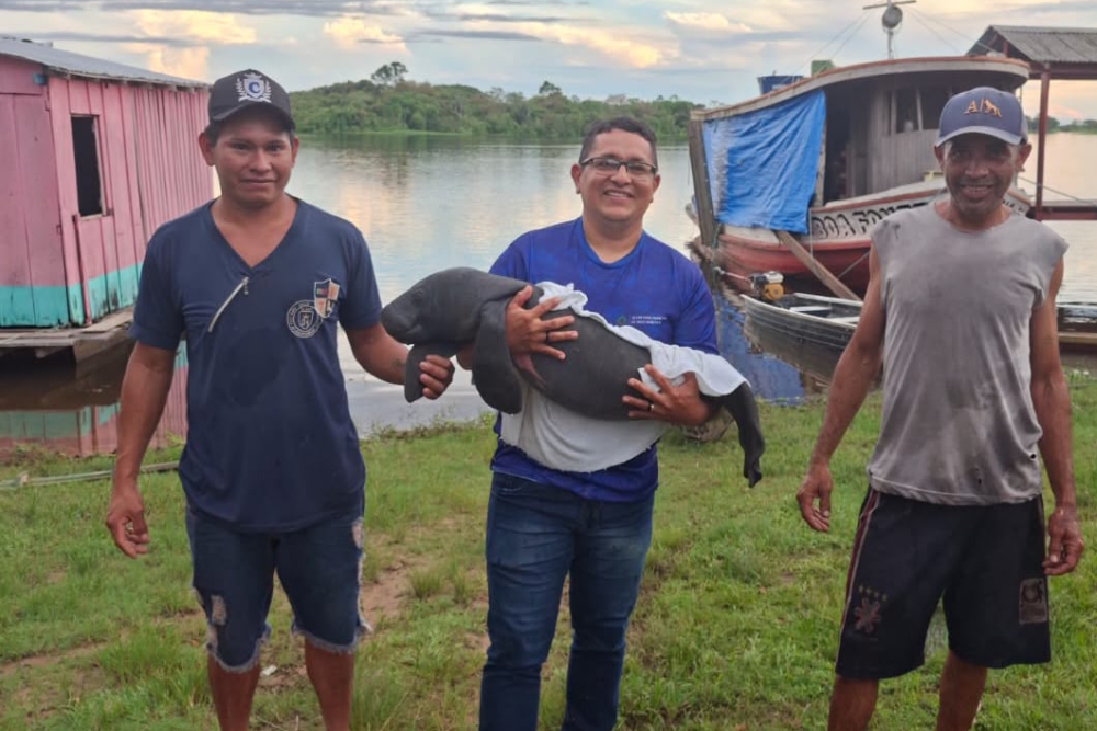 SEDEMA resgata filhote de peixe-boi encontrado na região do Parananema