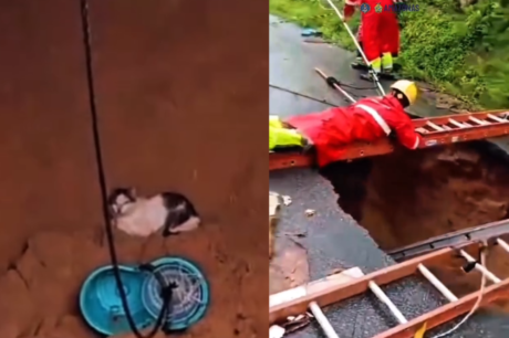 Gato é retirado de cratera por bombeiros após temporal em bairro de Manaus