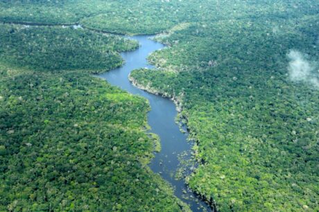 Área desmatada no Amazonas cai 57% nos cinco primeiros meses de 2026, apontam dados do Inpe