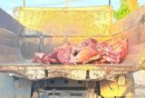 Fiscalização apreende cerca de 3t de carne sem condições de consumo em Nhamundá
