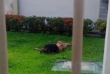 Homem é encontrado morto em igreja no São José após suspeita de tentativa de furto de cabos