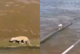 Cadela é resgatada no Rio Amazonas durante viagem para Parintins