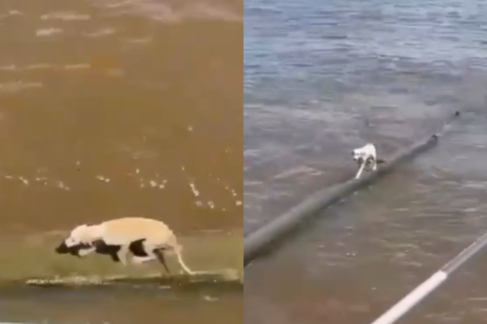 Cadela &eacute; resgatada no Rio Amazonas durante viagem para Parintins