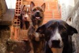 Proteção e bem-estar animal são fiscalizados pelo MPAM em Eirunepé