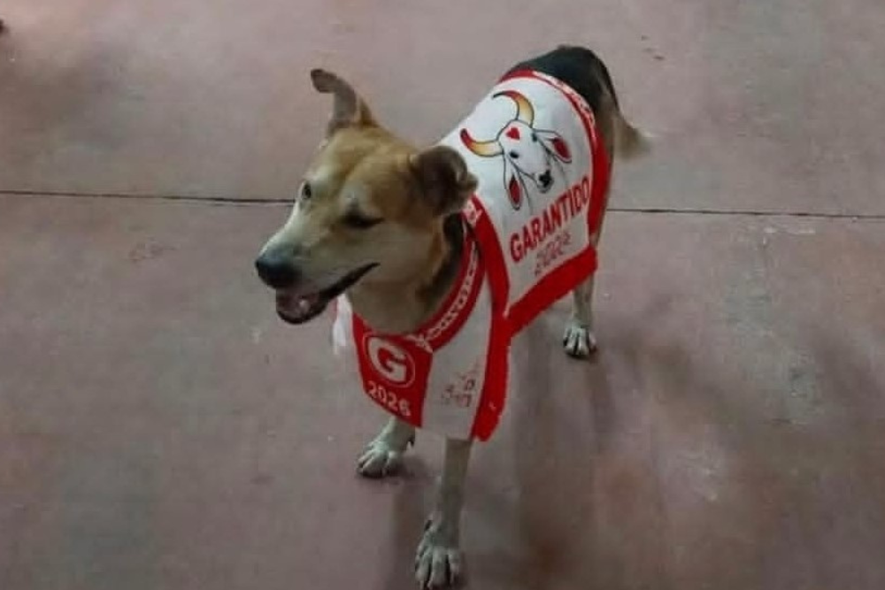 Cachorro que invadiu arena do Festival de Parintins ganha lar e nome em homenagem ao Garantido