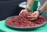 Projeto apoiado pela Eneva fortalece renda de produtores com segunda colheita de café robusta no Amazonas